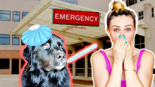 A Professional Grooming & A Guide Dog Medical Emergency