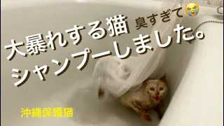 [沖縄保護猫]#2 ぼろぼろガリガリの猫さん大暴れ。臭すぎるので洗ってしまいました。虐待とか言わないで😭