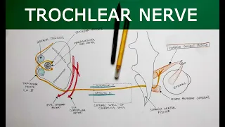 Trochlear Nerve | Anatomy Tutorial