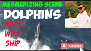 Dolphins Racing and Playing in front of the Ship.