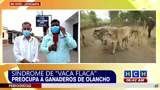 Preocupados ganaderos de Olancho por Síndrome de la “Vaca Flaca”