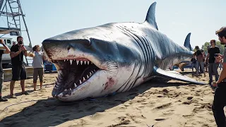 15 Recent Megalodon Encounters Caught On Camera