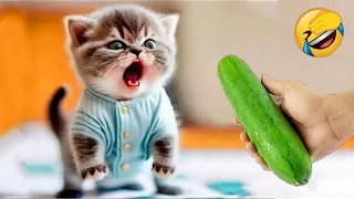 New Funny Animals 2023 😂 Funniest Cats and Dogs Videos #130