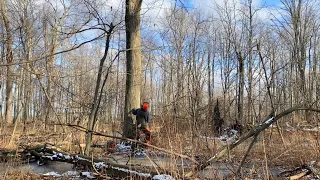 Clearing brush, pulling firewood, tapping trees, falling a huge Maple tree! Great day outdoors! #16