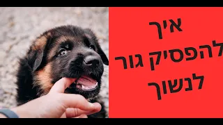 אילוף כלבים | איך ללמד גור לא לנשוך  | טכניקות אימון מתקדמות באילוף | איך להפסיק גור לנשוך | טל שלוש