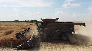 Canola harvest with Massey Ferguson Ideal 9 T