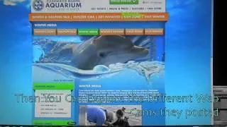 How to see Winter from Dolphin Tale LIVE!!!