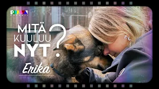 Husky-yrittäjä Erikan koirat selvisivät hengissä vaikeat koronavuodet  – Mitä kuuluu nyt (2022)