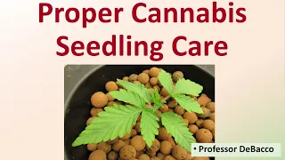 Proper Cannabis Seedling Care