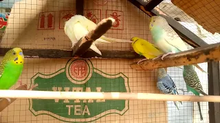 Budgies#mating #Verde#the#male budgie#double#mating#with#Midori#and Jasperine#the#pldnow🐦budgies🐦