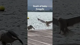 Death of Baby Seagull