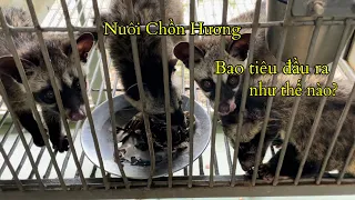 Bao Tiêu Đầu Ra Cho Khách Hàng Như Thế Nào ?Khi Bắt Giống Chồn Hương Ở Trại /Góc Chăn Nuôi