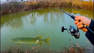 EXTRAORDINARY CATCH FROM A TINY POND! Fishing Challenge with a EGING Rod - The Italian Southern Pike