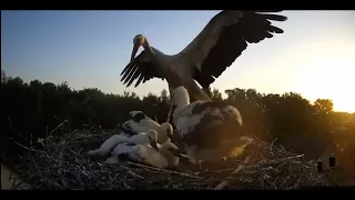 WHITE STORK PARENT SNAPS STABS STORKLET IN THE FACE