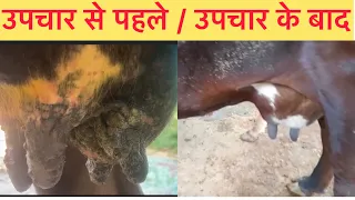 Treatment of mastitis l Fungal mastitis l Anorexia l dr umar khan