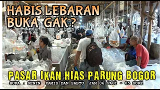 🔴 CARI IKAN HIAS MURAH MURAH  DI PASAR INI