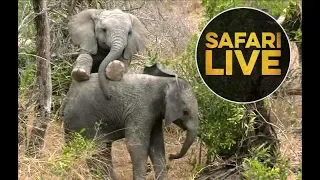 safariLIVE - Sunset Safari - August 8, 2018