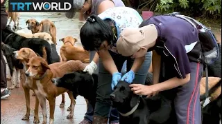Venezuela Crisis: Shelters struggle to care for abondoned pets