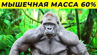 10 Самых Сильных Животных в Мире