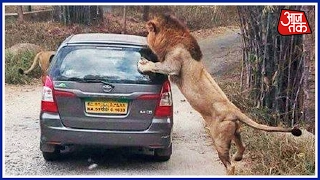 Special Report: Close Shave For Tourists As Lions Attack Vehicle On Karnataka Bio-Park