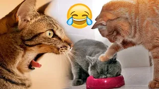 Awesome Cat - you will laugh so hard that you will faint - Funny Cat Compilation | Animals Diary