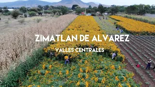 ¿De dónde viene el amaranto que comemos? - Día de Muertos en los Valles Centrales de Oaxaca