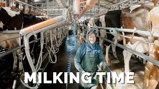 Irish Dairy Farm: MILKING ROUTINE