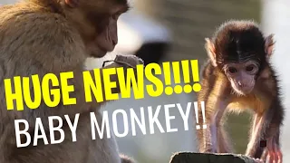 Baby Monkey born!