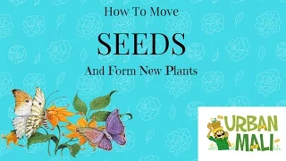 How do seeds move and form new plants?