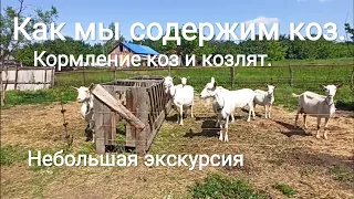 ❤️ Как содержать коз и козлят без выпаса. Как мы кормим коз и козлят. Ст.Северская.4.06.2020