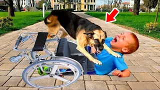 When Mom Saw What The Dog Did To Her Disabled Son, She Screamed!
