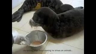 The new feeding technique applied on orphaned monk seal pups in Türkiye 2010 (c) SAD-AFAG