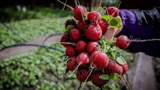 Даю Калій або як збільшити Врожай Редиски простим способом-Редиска Цесар