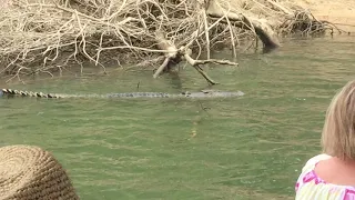 Crocodile attack. Daintree River, Queensland