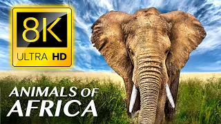 Animals of Africa 8K ULTRA HD - with Calming Music and Nature Sounds