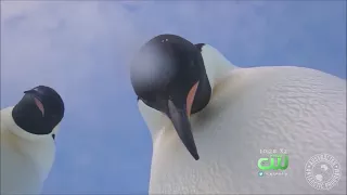 Penguins Find Camera In Antarctica