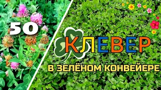 Клевер, эспарцет, люцерна. Бобовый путь к дешевому азоту.