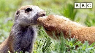 Prairie dogs kiss | Spy in the Wild - BBC