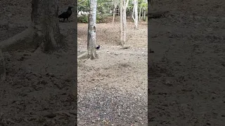 😲the rare moment of a crow trying to catch a small dragon's tail #nature #wildlife #komodo