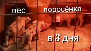 Вес поросят в 3 дня. Продолжение эксперимента.