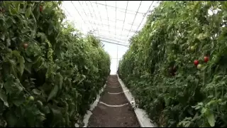 Comparing indeterminate and semi determinate tomatoes in a retractable roof production system