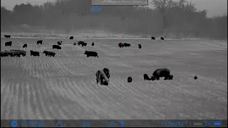 102 HOGS DOWN in ONE NIGHT