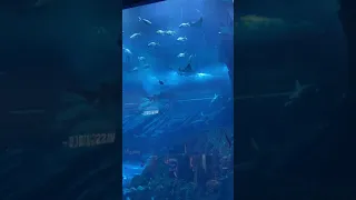 Dubai Aquarium inside the Mall