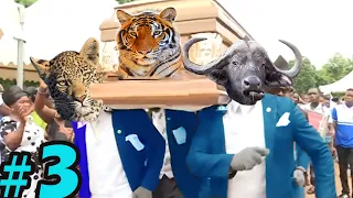 Coffin Dance Meme - WILD ANIMALS Meme Compilation 2021 #3