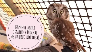 The story of the Boreal owl Krosha. Who is this owl and where is it from?