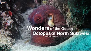 Wonders of the ocean: Octopus in North Sulawesi - Indonesia #indonesia #octopus #scubadiving