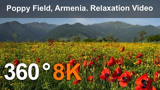 Poppy Field, Armenia. Relaxation video in 8K.