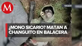 Mono vestido de sicario murió en balacera de Texcaltitlán, Edomex