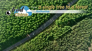 Aerial China: From a single tree to a forest – Saihanba