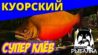 Голец КУОРСКИЙ Супер Клёв ► СУПЕР ФАРМ ► РУССКАЯ РЫБАЛКА 4 🔴 Russian Fishing 4 🔴 РР4 RF4 ► 俄罗斯钓鱼 4